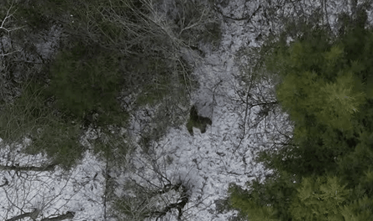 Снежный человек, снимок с дрона, йети, таинственное существо,доказательство существования снежного человека, лес, беспилотник