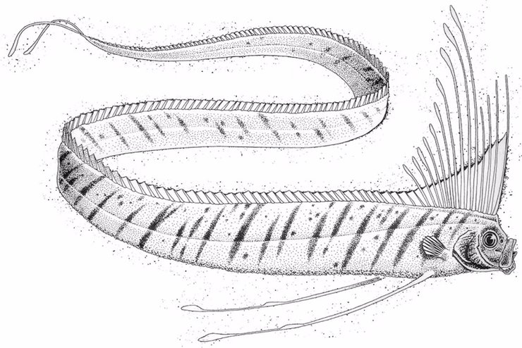 морская змея