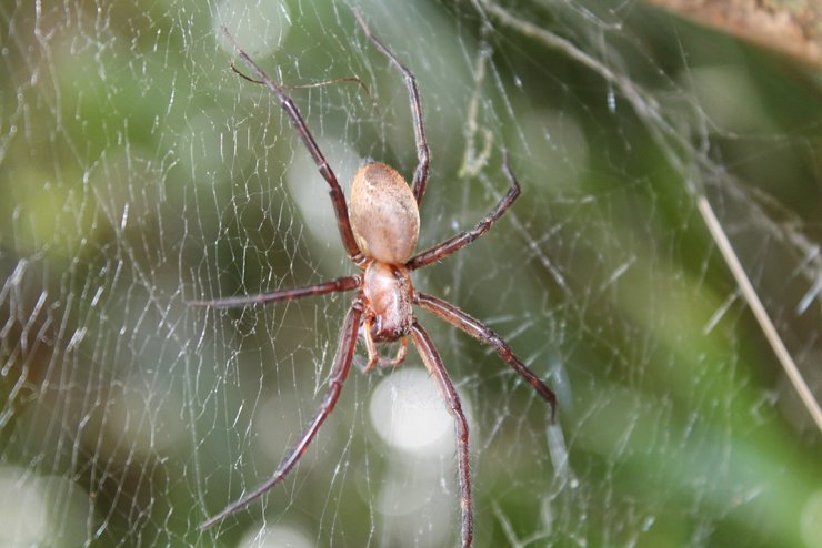паук, австралия, паутина