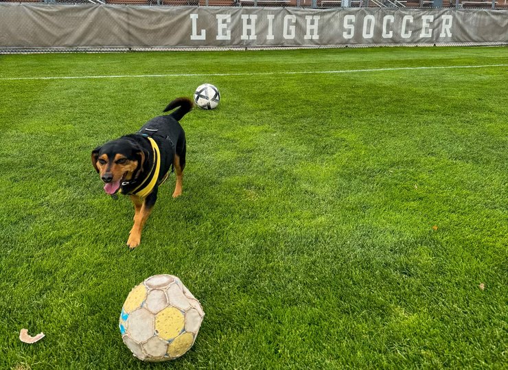 Пес Роналду