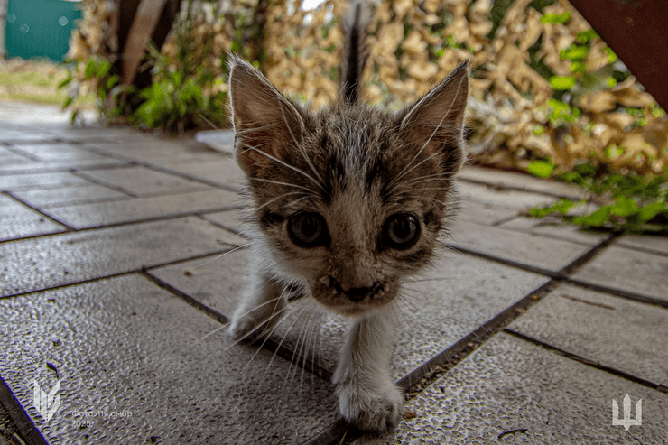 Тварини війни в проєкті Фото з війни