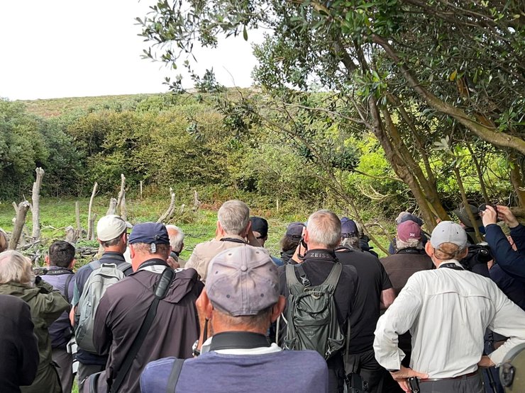 Блекбернська славка, бердвотчинг, бердвотчери, орнітологія, орнітологи-аматори