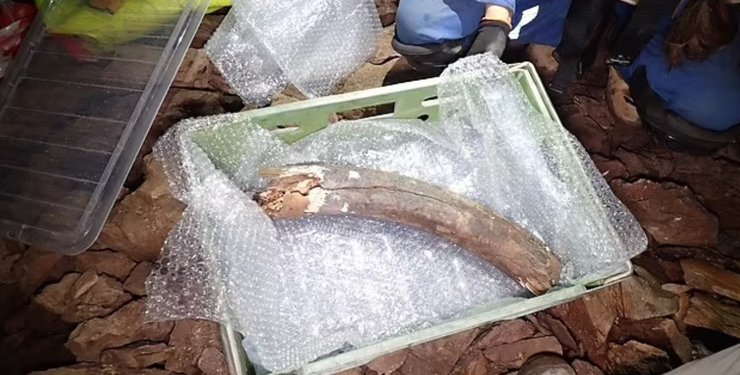 кость животного, ледниковый период, останки древнего живтного