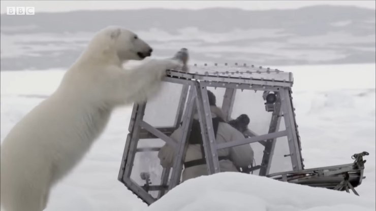 білий ведмідь, репортаж, оператор білий ведмідь, шпіцберген, гордон б'юкенен