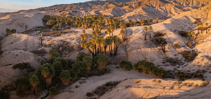 Пальмовый оазис среди пустынных холмов каньона Андреас в Калифорнии