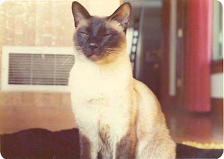 Ф.Д.Ч. Уиллард сиамский кот