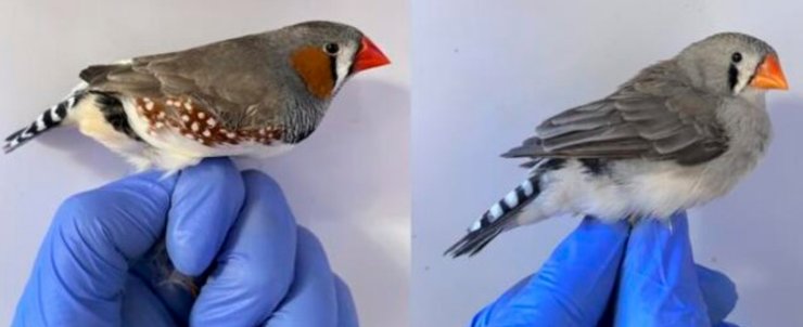 зеброві зяблики меланін