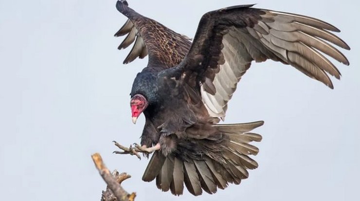 стервятник