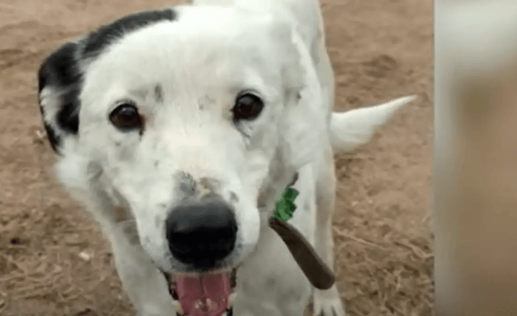 Собака вернулась домой спустя 4 года, собака, домашнее животное, 600 миль, 965 км, нашли у границы, приют, друг семьи, сбежала собака