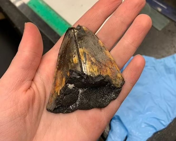 зуб мегалодон, мегалодон