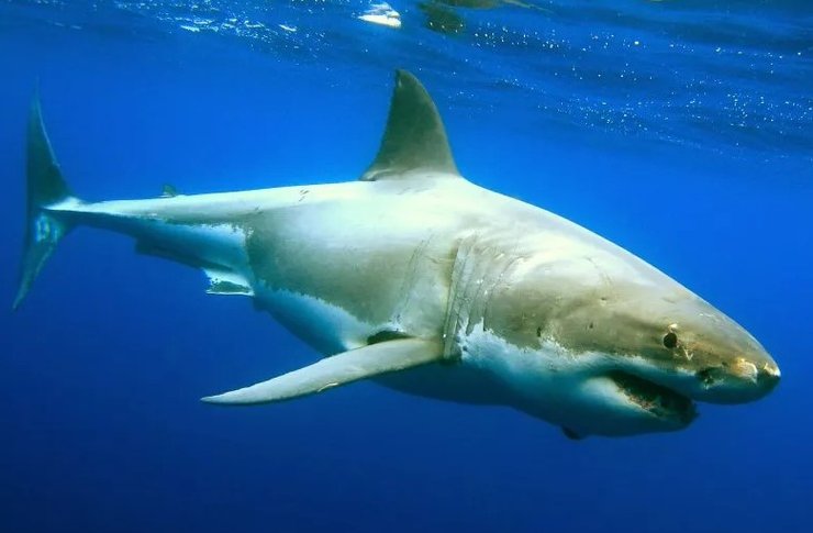 белая акула, нападение акулы, акула напала на человека, акула напала на ныряльщика