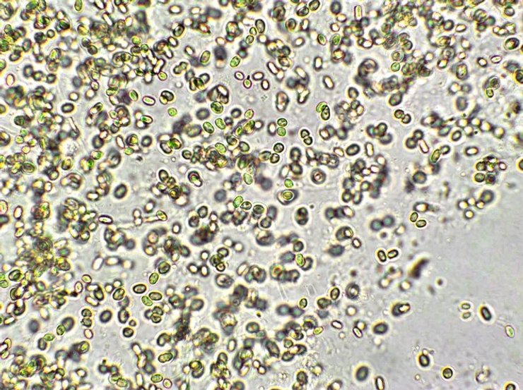 мікроводорості