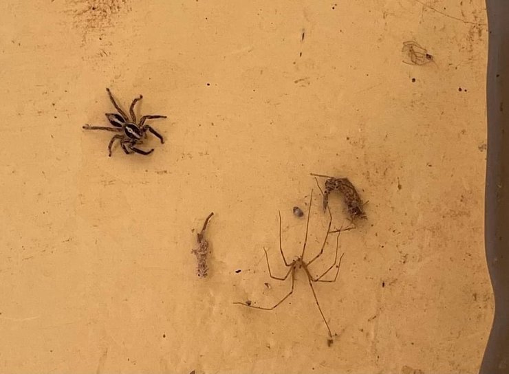 Россия, задержание, блогер, африка, южный судан, илья варламов, Петр Верзилов