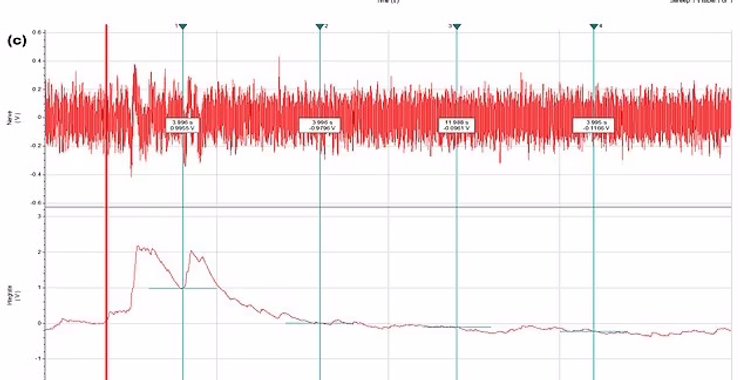 краб, краб біль, краб нервова система