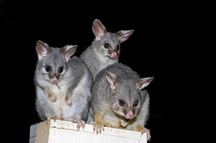Лисий кузу, Австралия, Новая Зеландия, грызуны, инвазивный вид