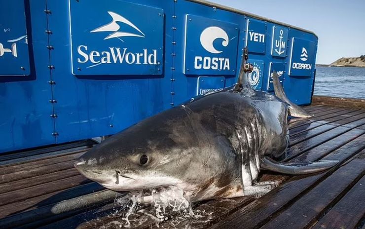 біла акула Боб