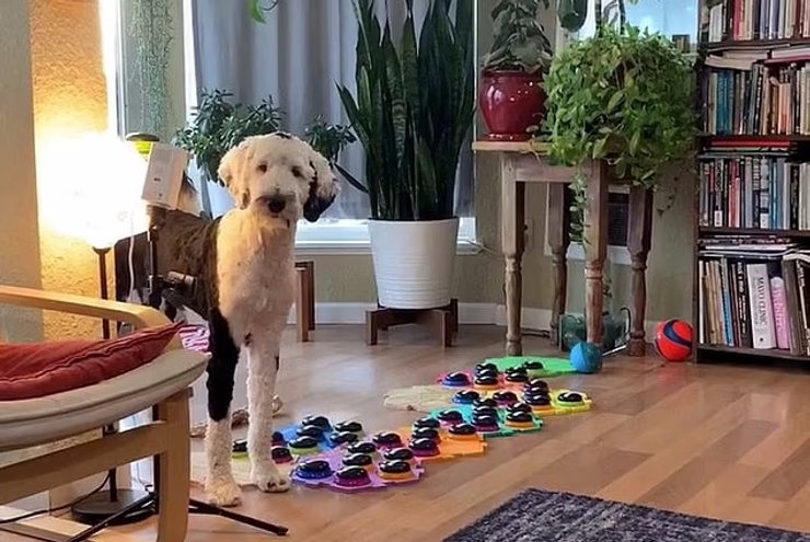 собака, собака спілкування, собака звукова панель