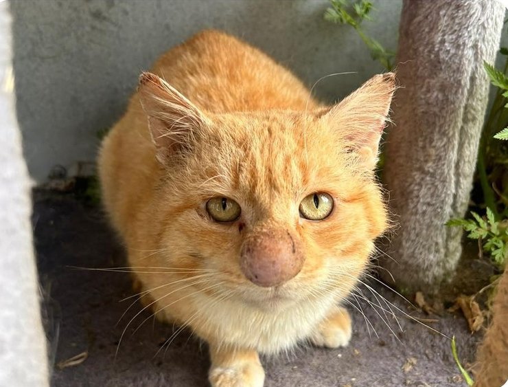 Кот с необычным носом