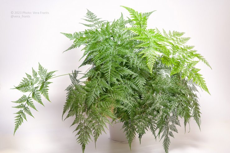 комнатные растения, цветы и здоровье, цветы лечебные