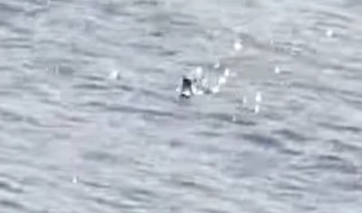 Лох-несское чудовище, Несси