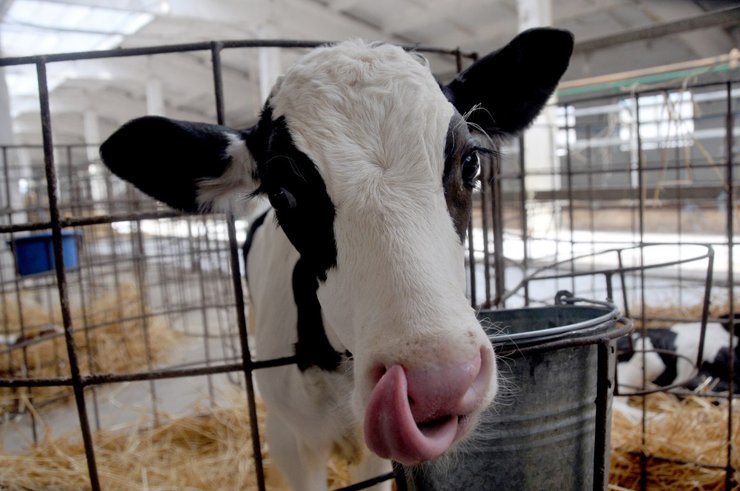 Снижение цены на сыр повлияет на доходы фермеров в Украине