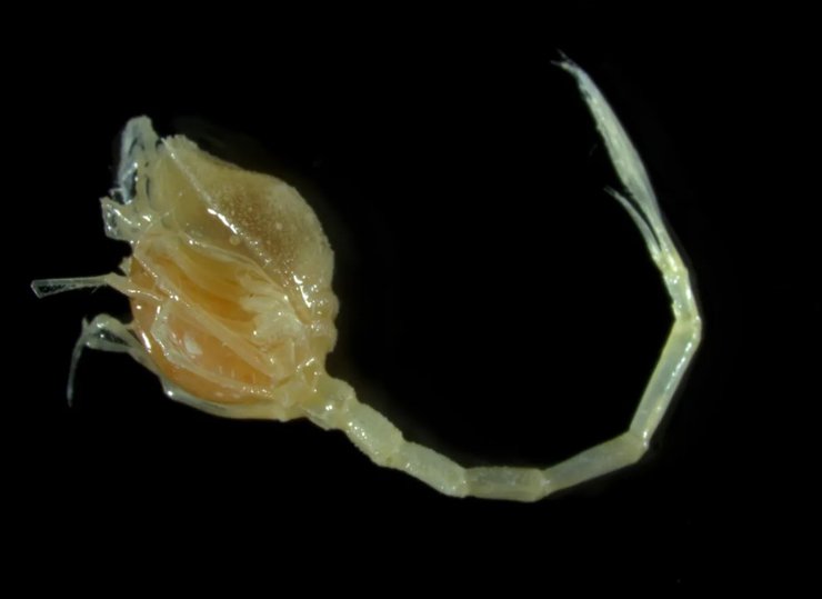 креветка новий вид