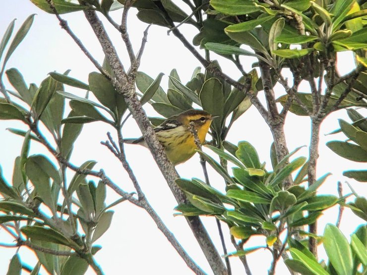 Блекбернська славка, бердвотчинг, бердвотчери, орнітологія, орнітологи-аматори