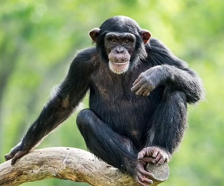 шимпанзе