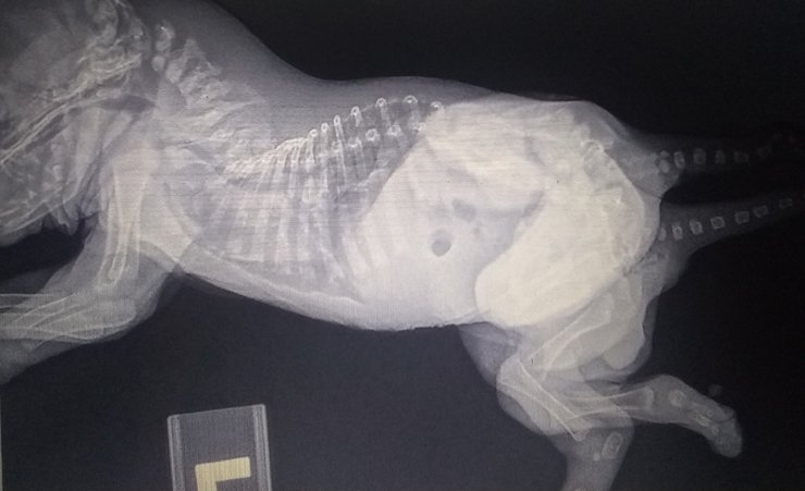 щеня, особливості, рентген