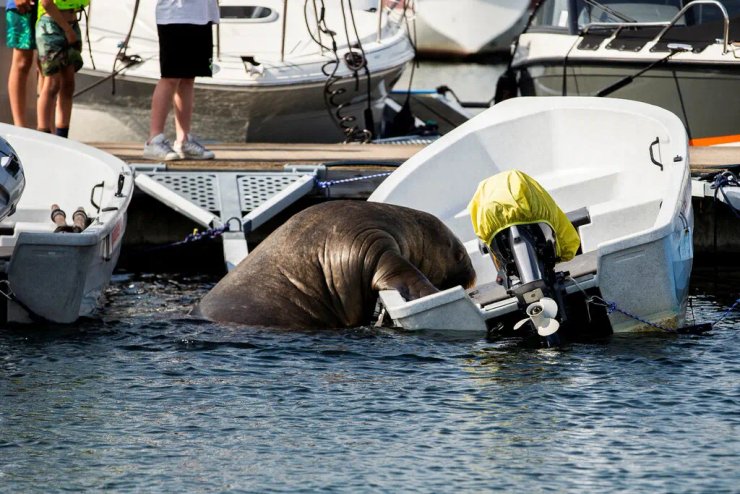 вбивство моржа Фреї