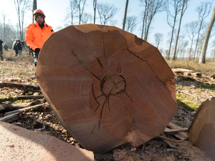 нотр дам, дубы