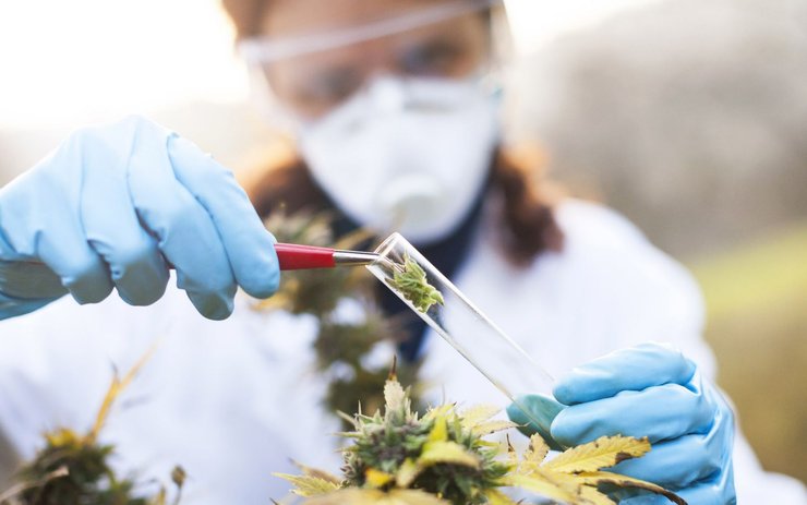 фото, выращивание каннабиса в пробирке, легализация медицинской марихуаны, Зеленский, опрос