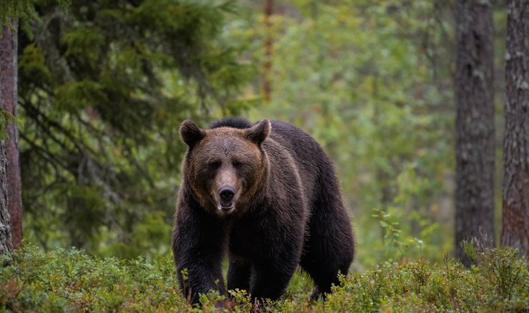 Ведмідь, фото ведмедя, ведмедиця