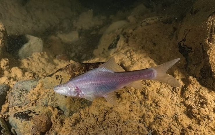 вусань із золотою лінією
