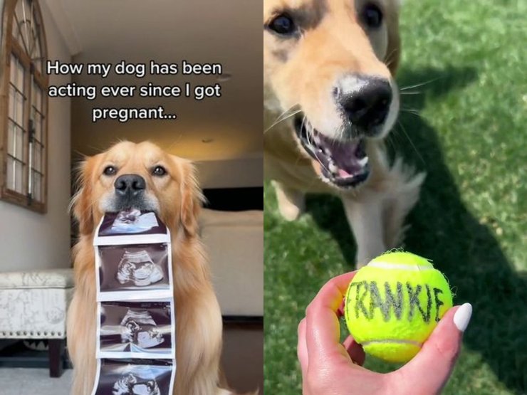 Собака, фото, м'ячик, собака робить вибір,