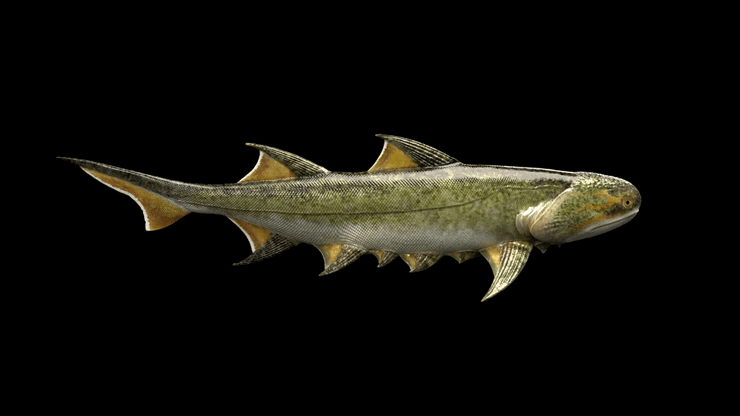 стародавня риба, чорний фон, фото
