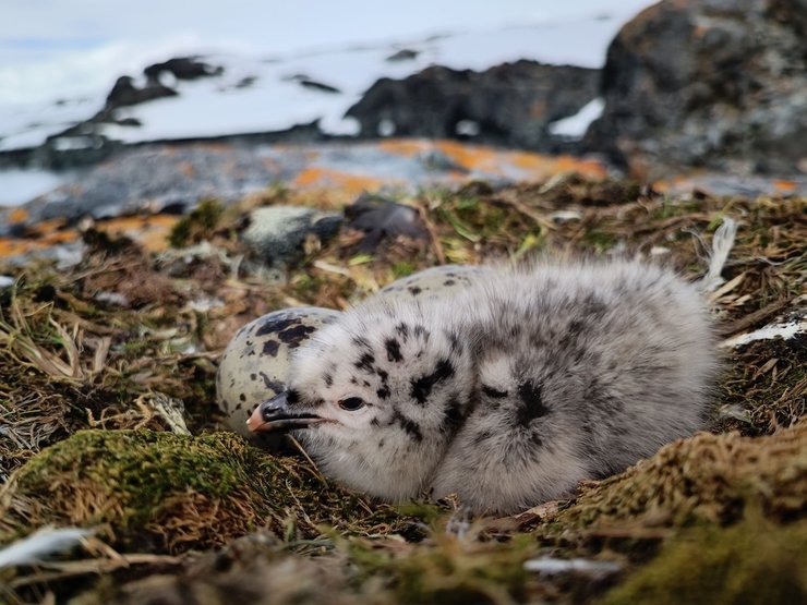 Птенцы чаек чаек