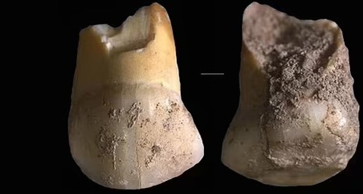 зуб, ребенок, неандерталец