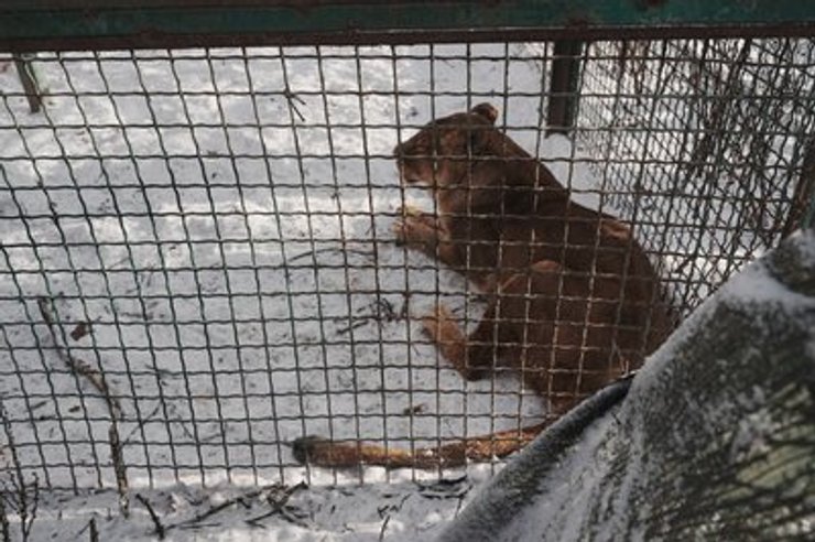 Удар ЗС РФ по Фельдман Екопарк під Харковом