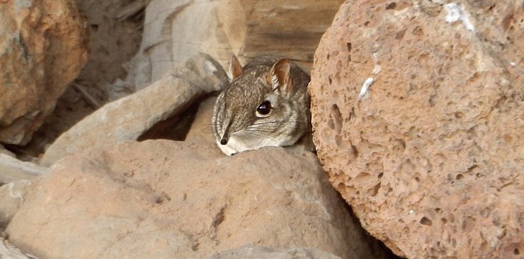 млекопитающие, сэнги