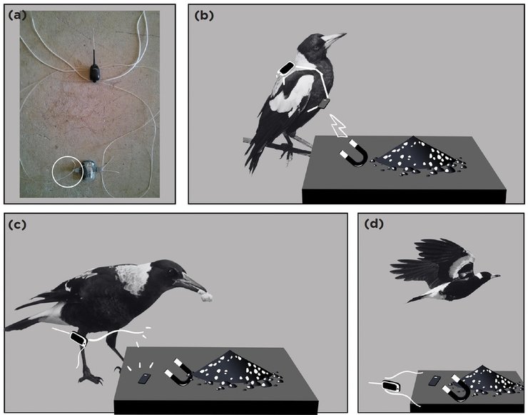 сороки, устройства слежения