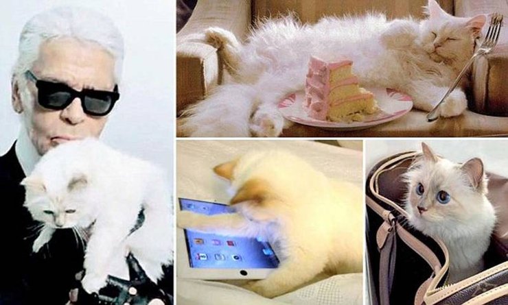 Шупетт, кішка Лагерфельда