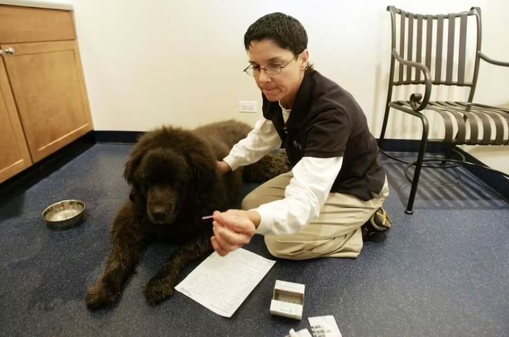 Породи собак, тварини, пес, собаки, домашній улюбленець схожий на ведмедя, курйози, цікаві історії