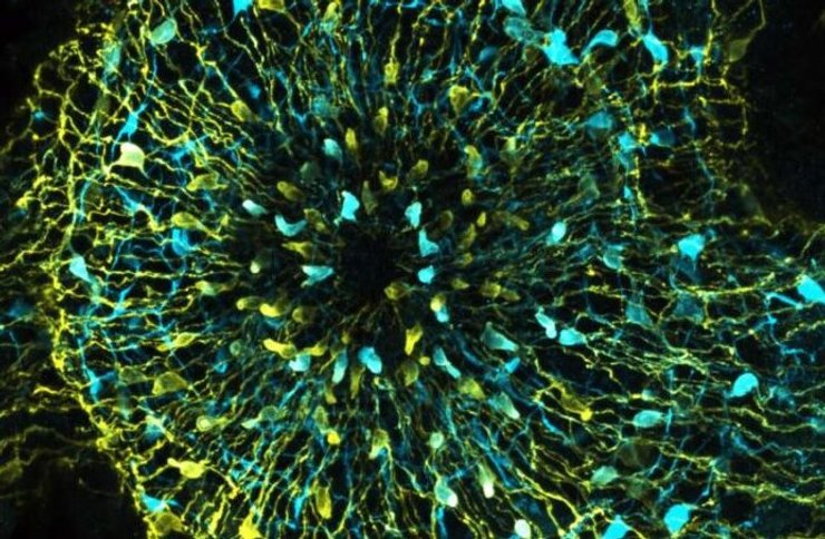 полип гидра нервы