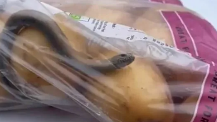 Ящерица в пакете с картошкой, находки в супермаркетах, курьезы, приколы, фото, скандал, Великобритания