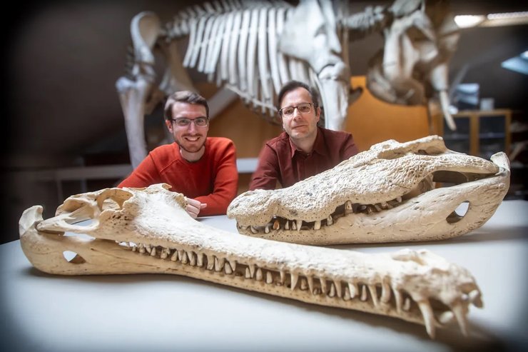 дейнозух окаменелость