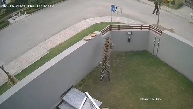 напад леопарду на людей