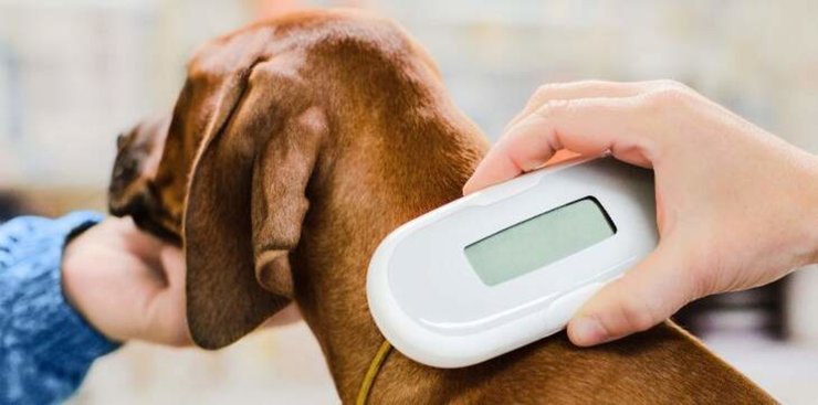 Чипирование собак, чипирование животных, чип, микрочип, сканирование чипа,