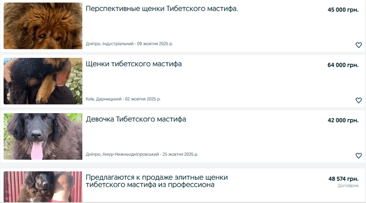 тибетский мастиф украина тибетский мастиф Украина цена