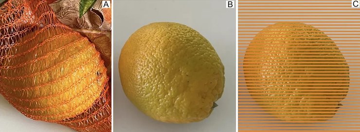 апельсин, сетка, оптическая иллюзия